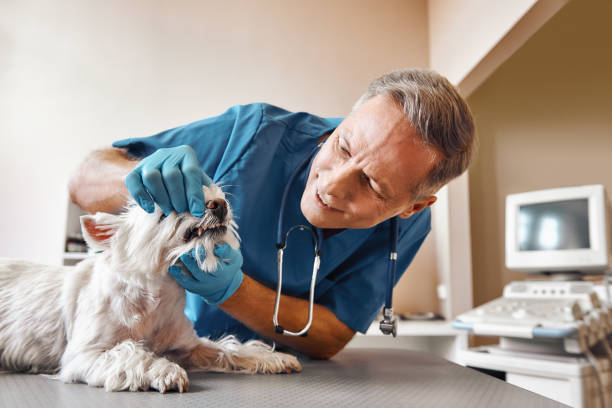 Best Pediatric Emergency Dentist in Mattawan, MI